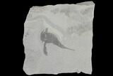 Eurypterus (Sea Scorpion) Fossil - New York #86786-1